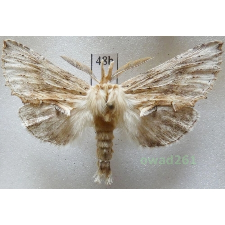Pterostoma palpina (Clerck, 1759) male Czech48b